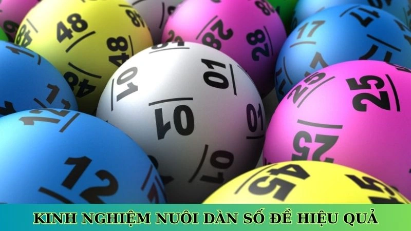 Kinh nghiệm nuôi dàn số đề hiệu quả Kinh nghiệm nuôi dàn số đề hiệu quả