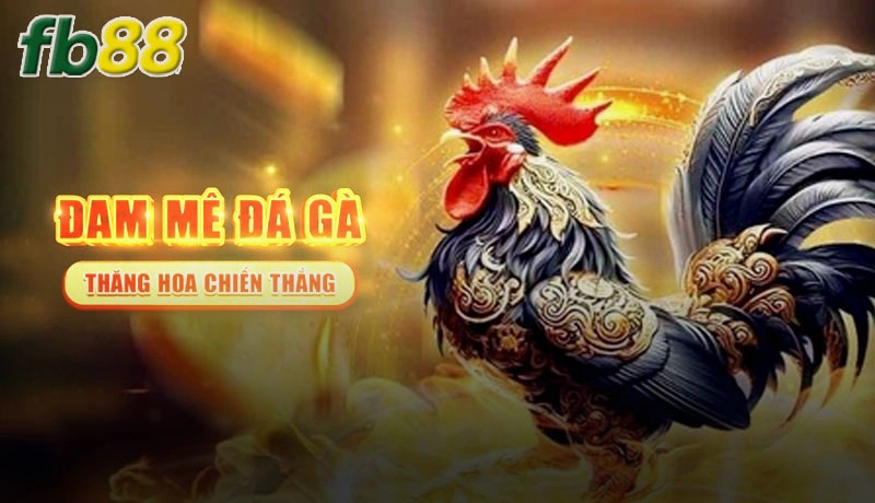 Đá gà trực tiếp tại nhà cái Fb88 với màn hình full HD siêu nét