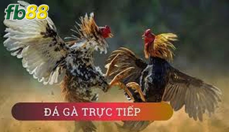 Các giải đấu đá gà trực tiếp của nhà cái cực kỳ phong phú